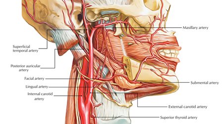 عروق مغز و کاروتید 🔗
