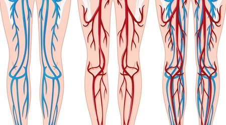 عروق دست و پا 🔗