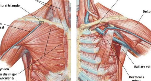 دردهای دیواره قفسه سینه (اسکلتی -عضلانی)